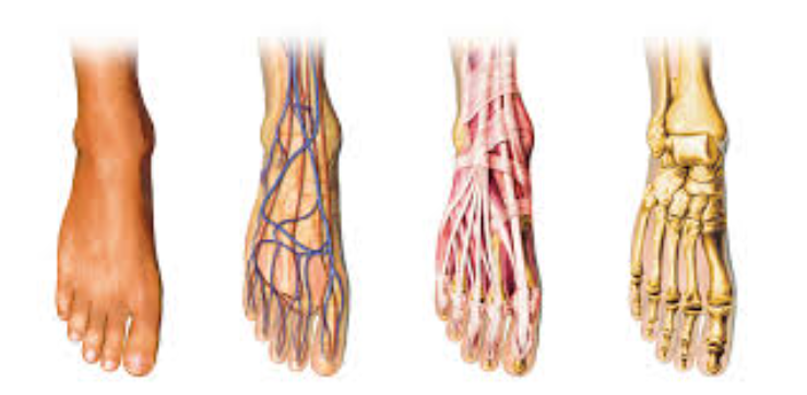 What Does Morton's Neuroma Pain Feel Like? Patient Experiences